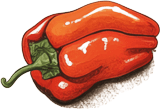 Handgezeichnete rote Paprika als Dekorationselement