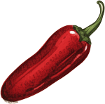 Handgezeichnete rote Paprika als Dekorationselement